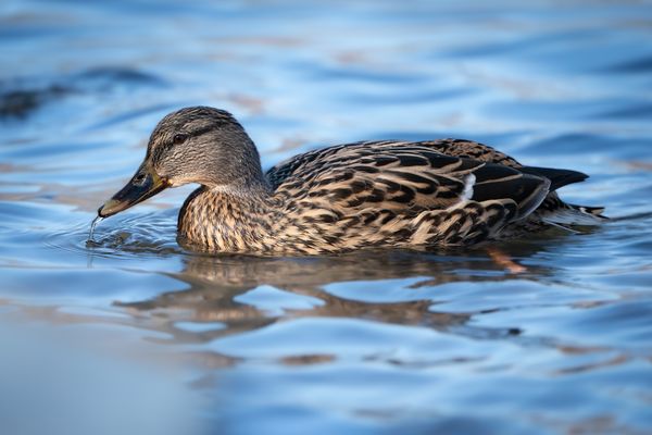 Entenausflug im Frühling