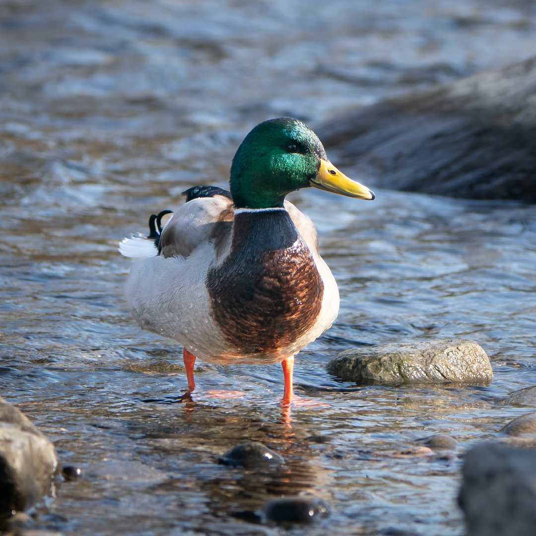 Entenausflug im Frühling