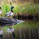 Entenausflug im Werdensteiner Moos