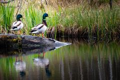 Entenausflug im Werdensteiner Moos