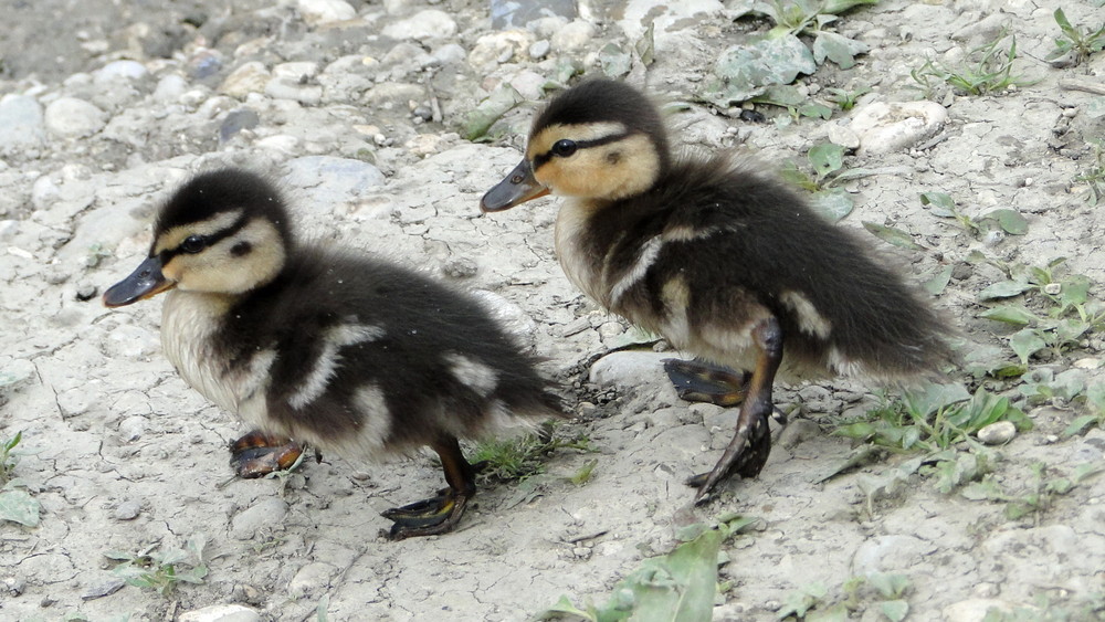 Entenbabies Foto & Bild tiere, tierkinder, natur Bilder auf