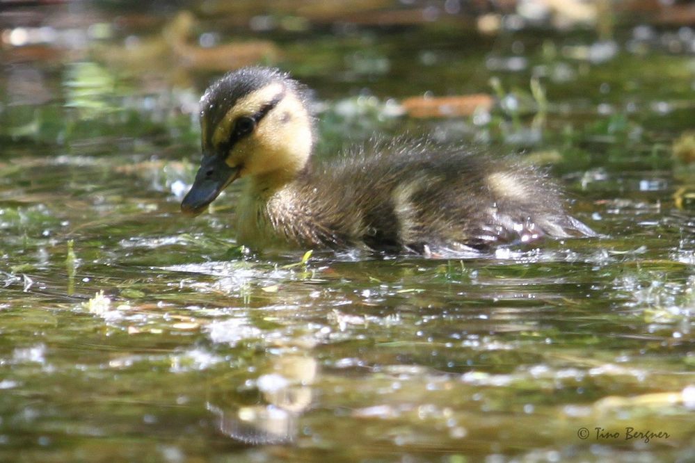Entenbaby Foto & Bild tiere, tierkinder, natur Bilder auf