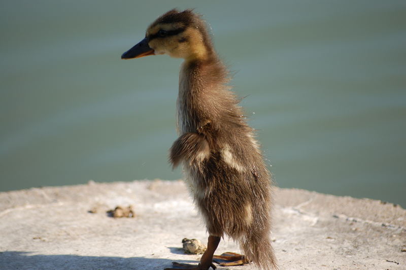 Entenbaby Foto & Bild | tiere, wildlife, wild lebende vögel Bilder auf