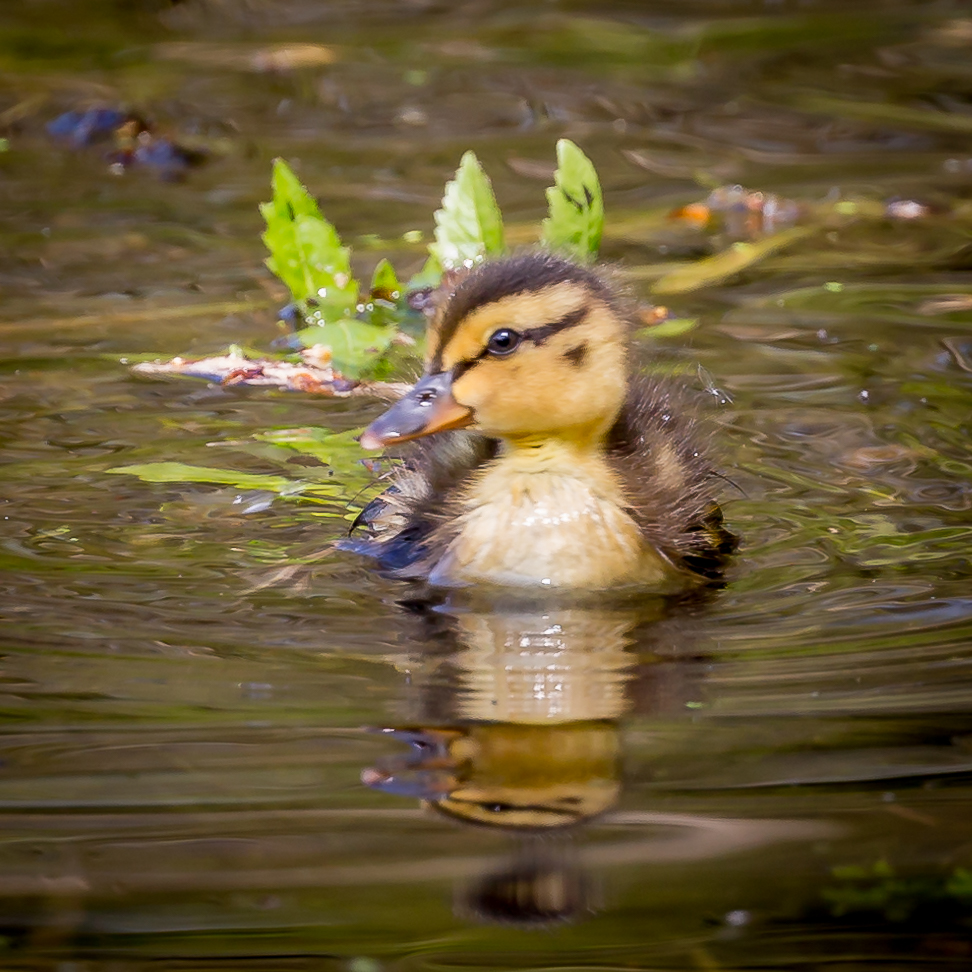 Entenbaby Cäsar Foto & Bild | natur, baby, klein Bilder auf fotocommunity