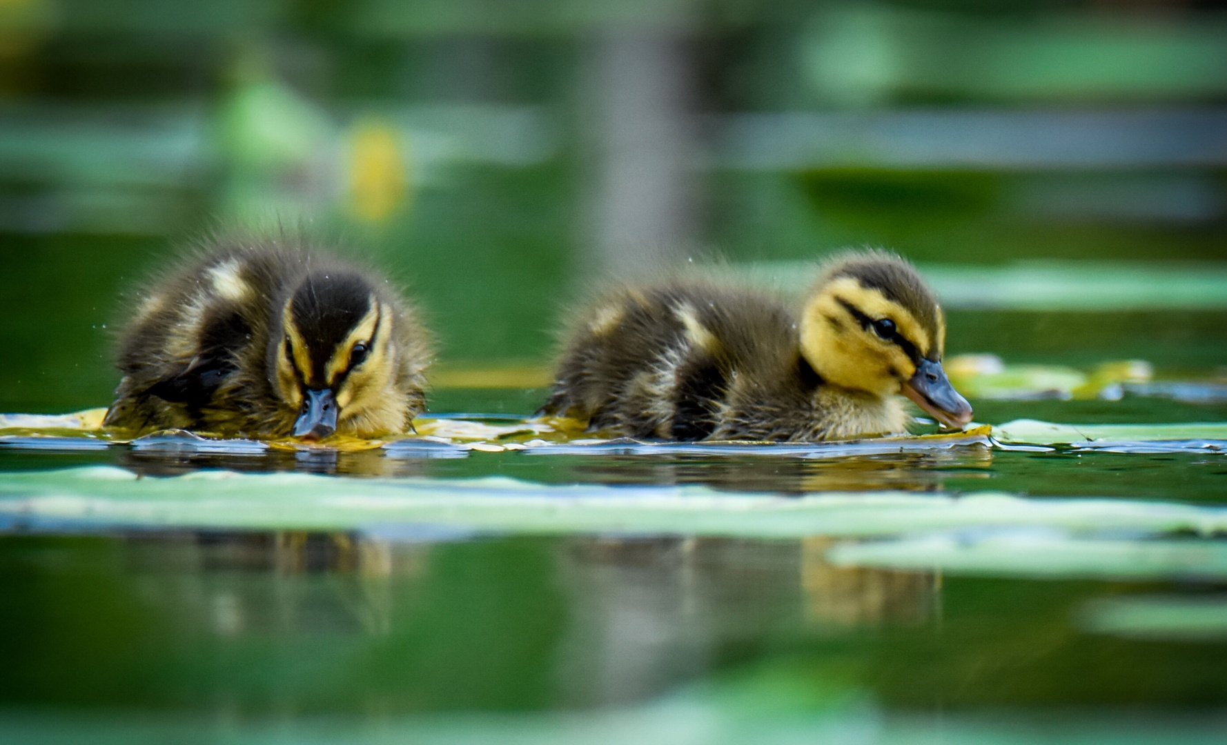 Entenbaby‘s Foto & Bild fotos, natur, tiere Bilder auf