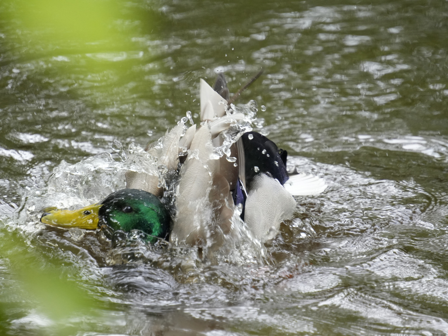 Entenbad in der Ilmenau