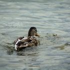 Entenbad mit fließend Wasser