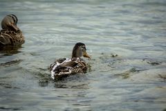 Entenbad mit fließend Wasser