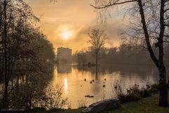 Entenballett am Schwanenteich