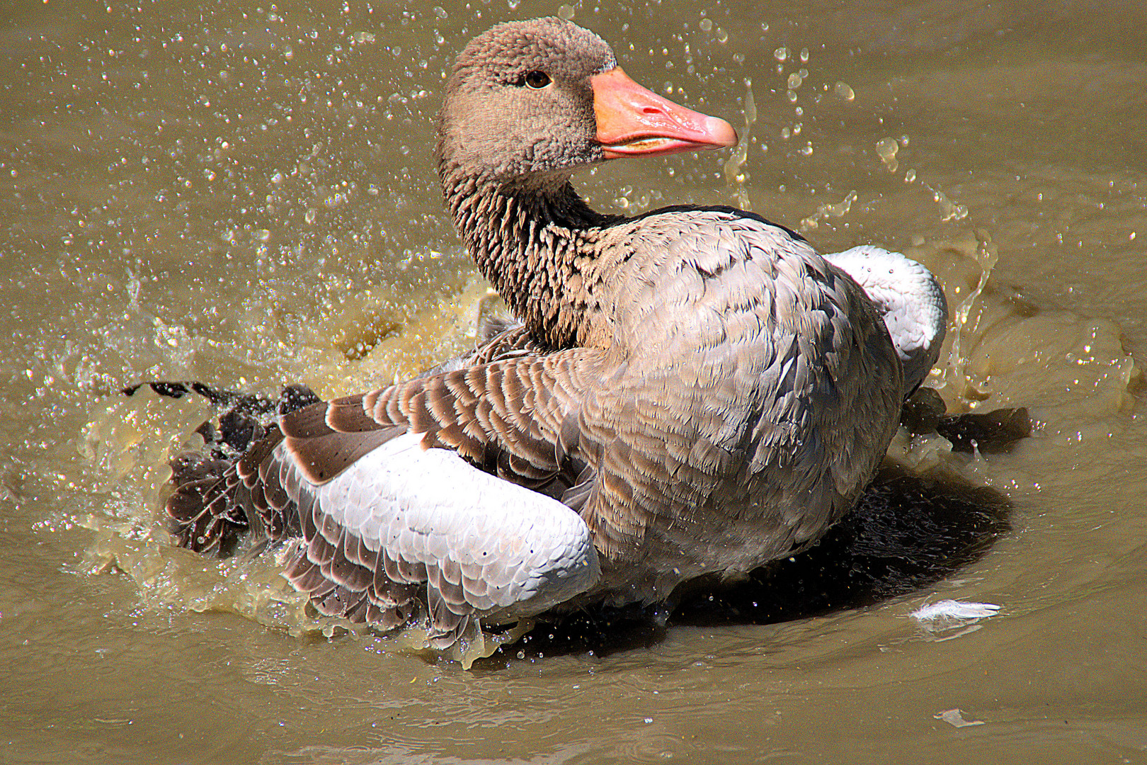 Entenbrust im Wasserbad Foto &amp; Bild | tiere, wildlife, wild lebende ...