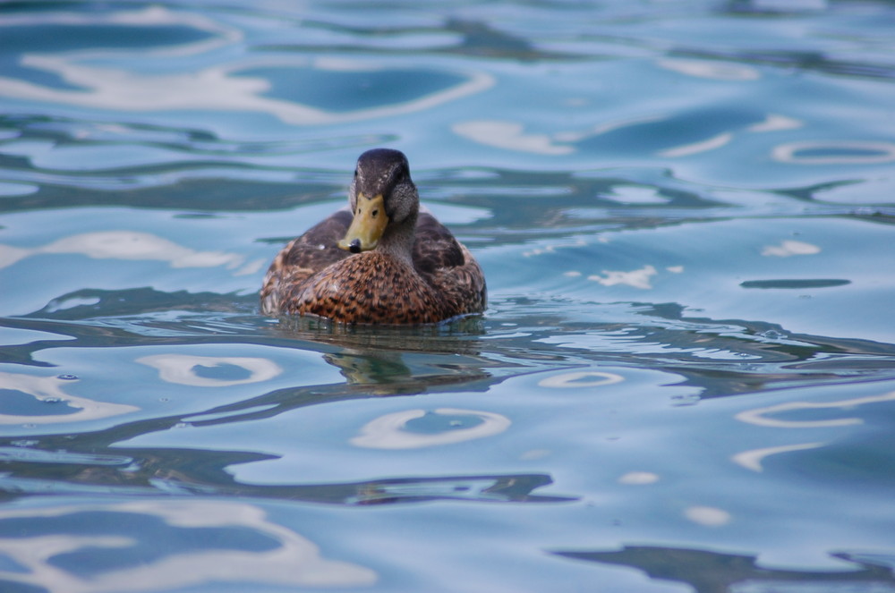 Entendame auf dem Plansee 1