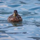 Entendame auf dem Plansee 1