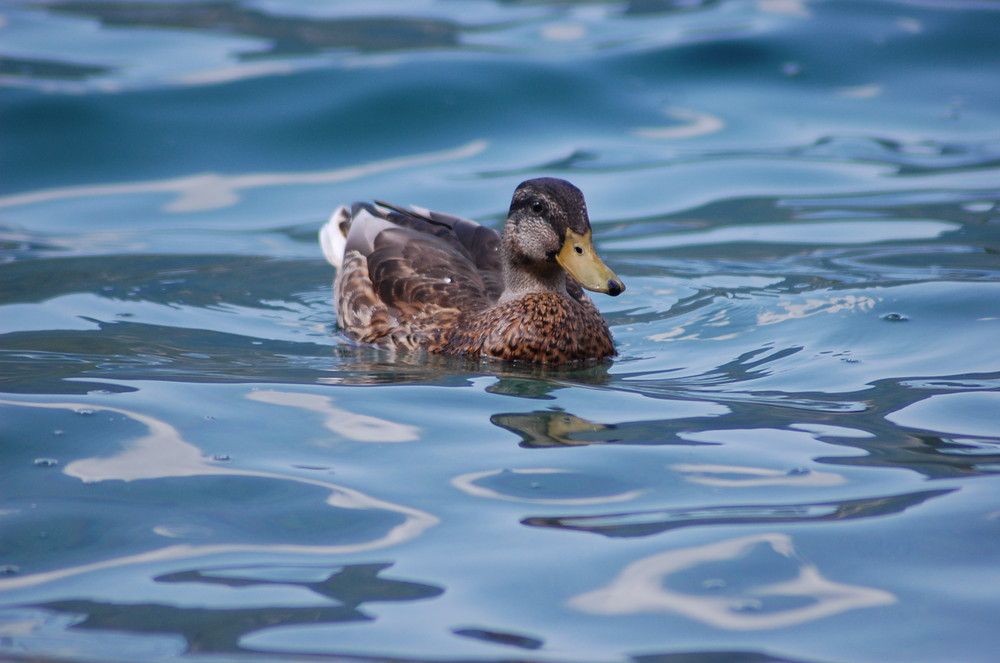 Entendame auf dem Plansee 2