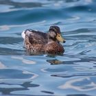 Entendame auf dem Plansee 2