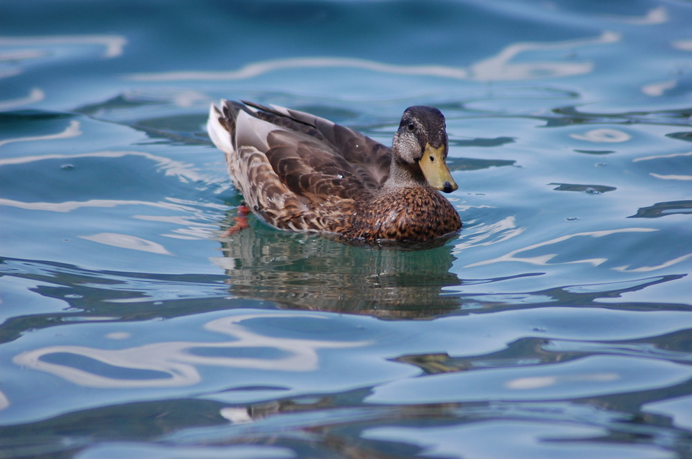 Entendame auf dem Plansee 3