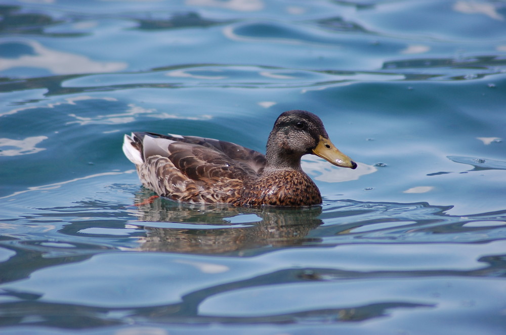 Entendame auf dem Plansee 4