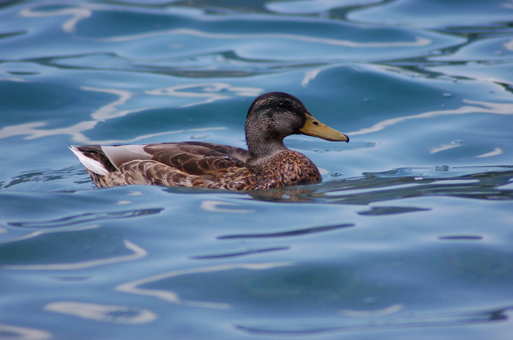 Entendame auf dem Plansee 5