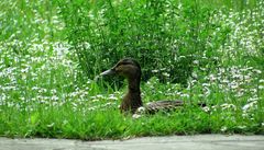 Entendame auf Gänseblümchen