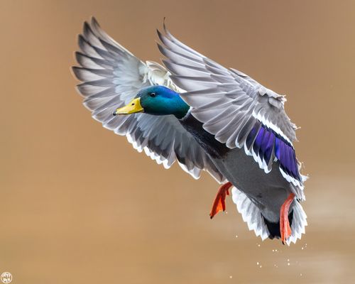 Entenerpel im Landeanflug