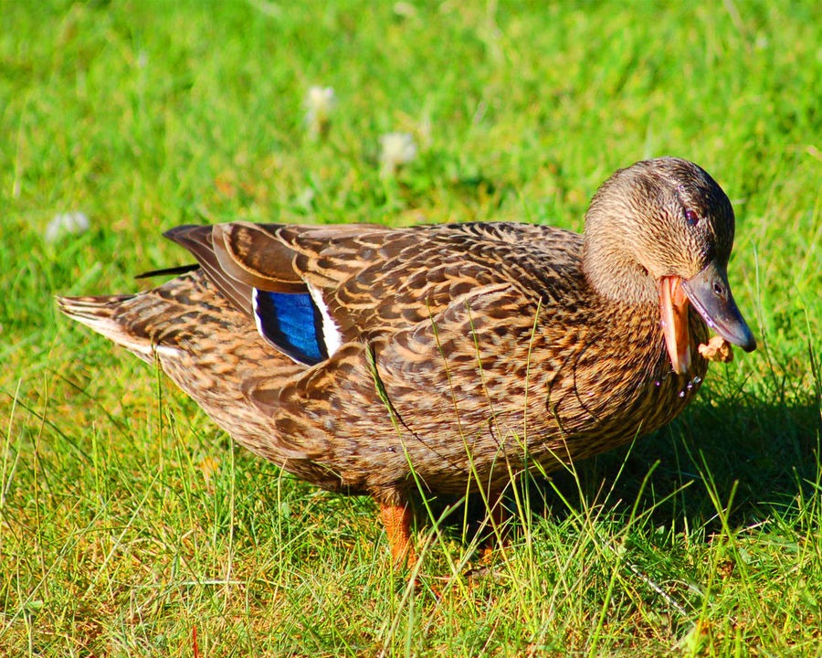 Entenessen Foto & Bild | tiere, wildlife, wild lebende vögel Bilder auf