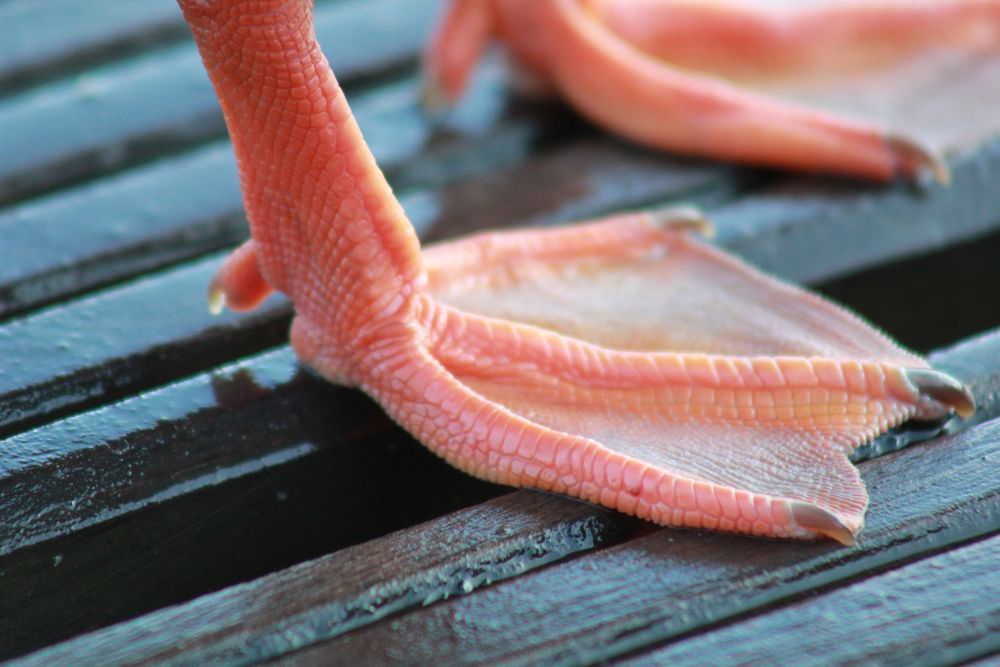 Entenfüße in der Natur