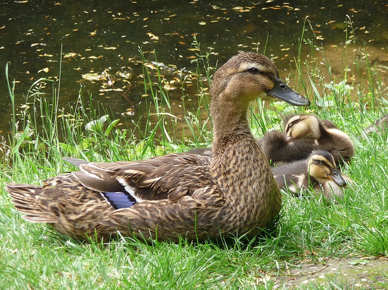 Entenfamilie