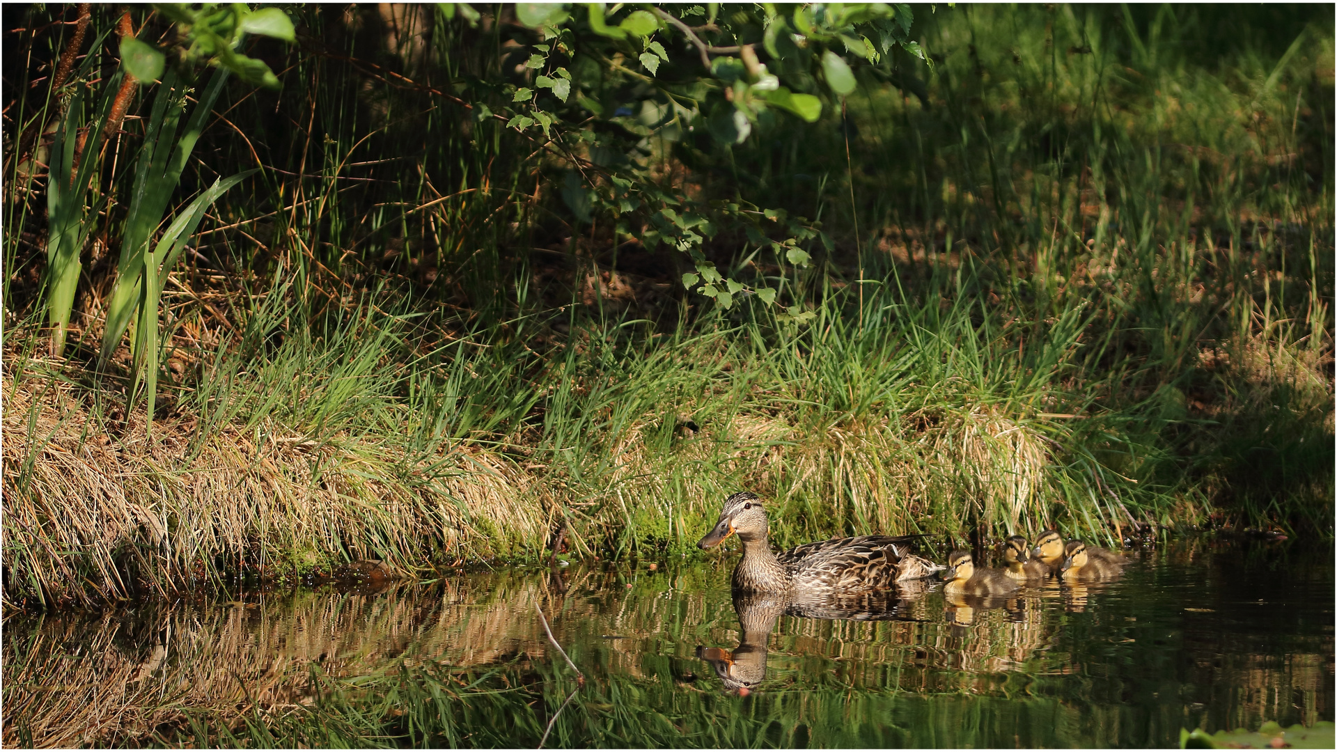 Entenfamilie