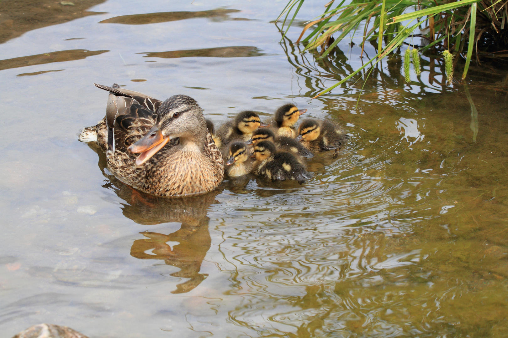 Entenfamilie Foto & Bild tiere, tierkinder, natur Bilder auf