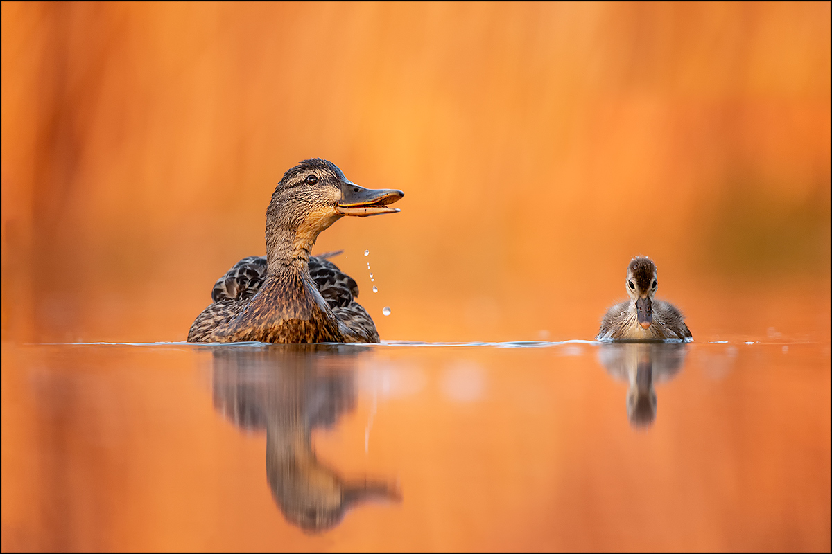 Entenfamilie