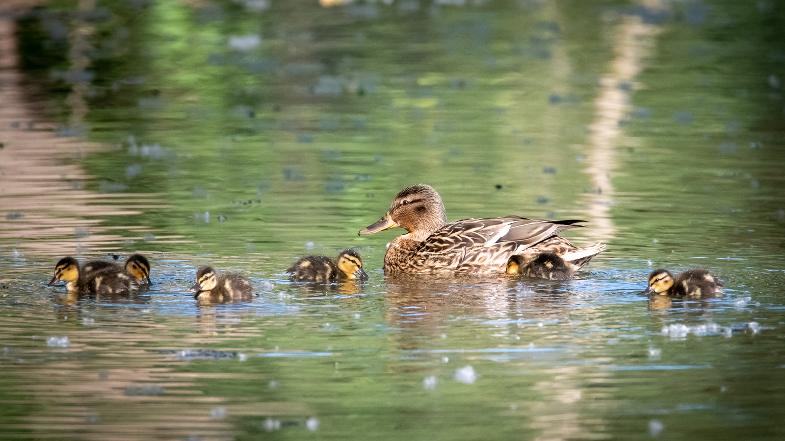 Entenfamilie