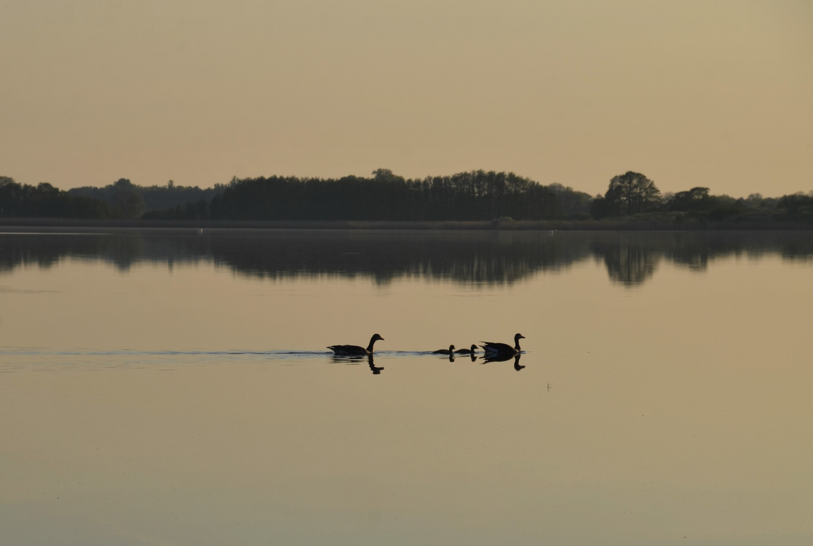 Entenfamilie