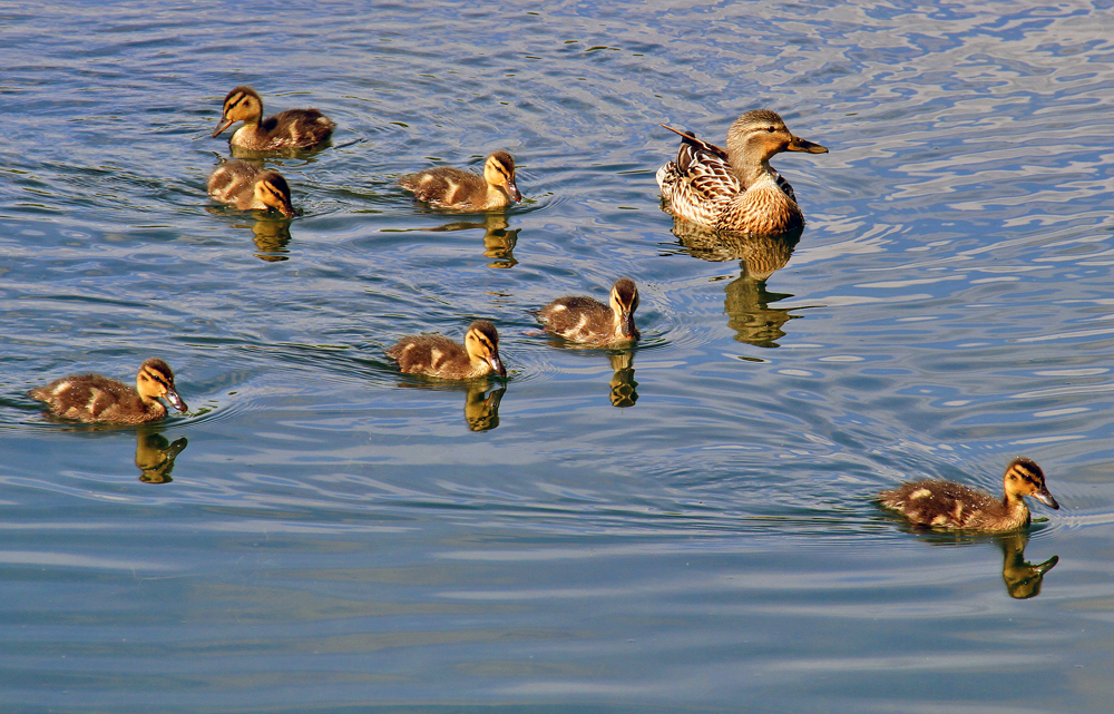 Entenfamilie