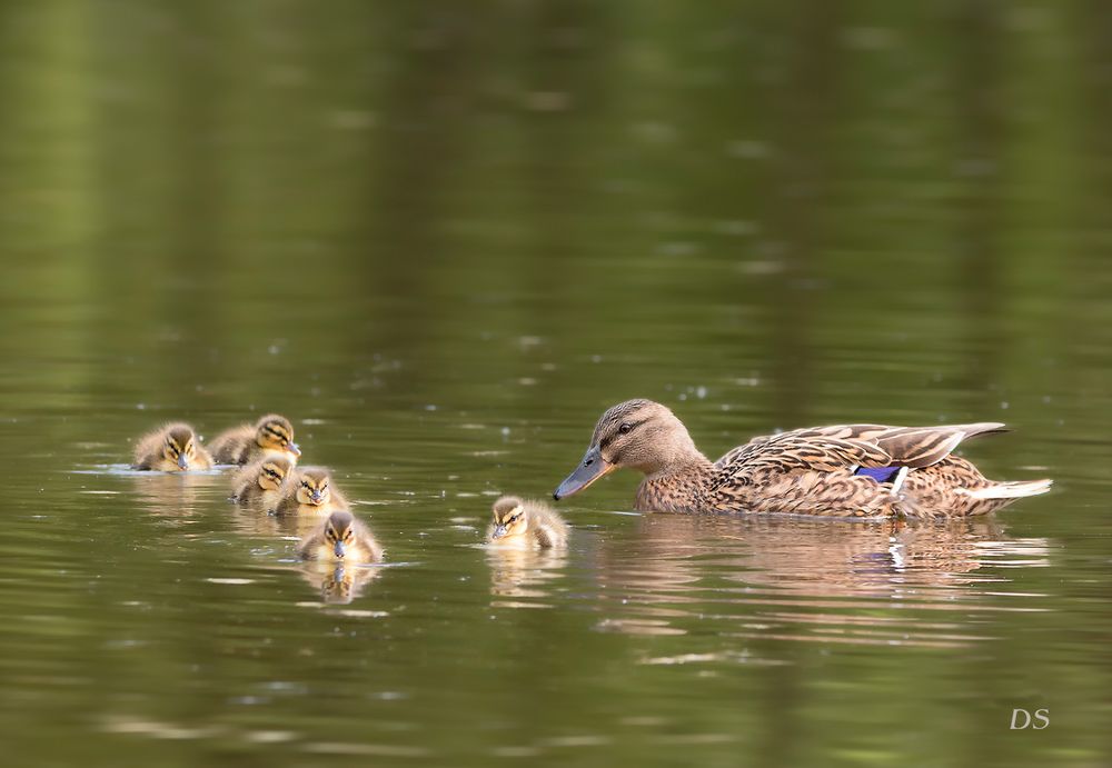 Entenfamilie