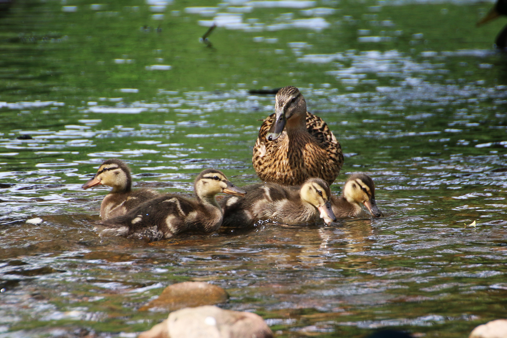 Entenfamilie