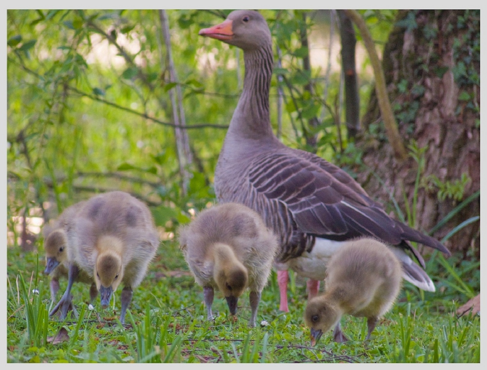 ~ Entenfamilie ~