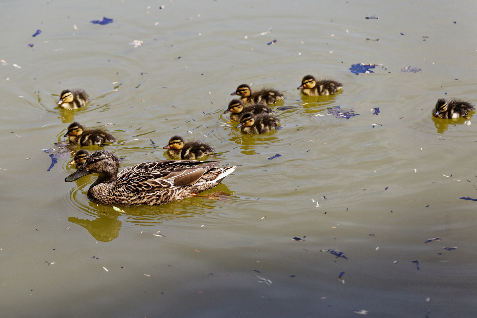 Entenfamilie