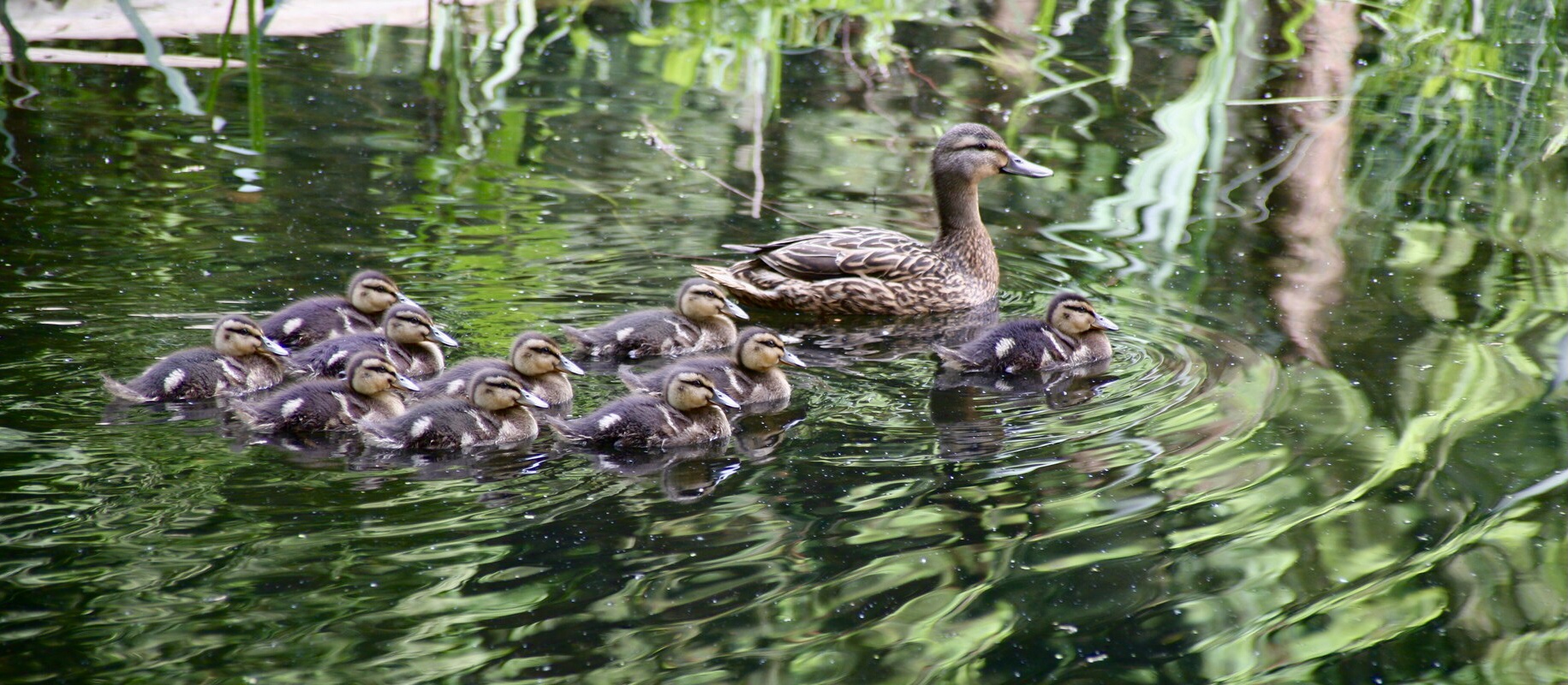 Entenfamilie