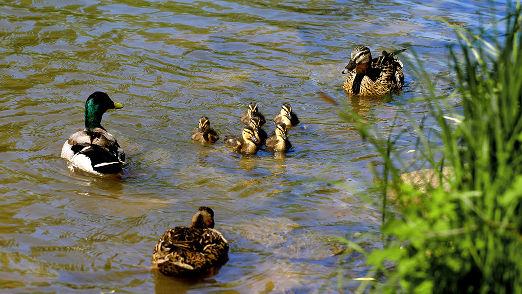 Entenfamilie