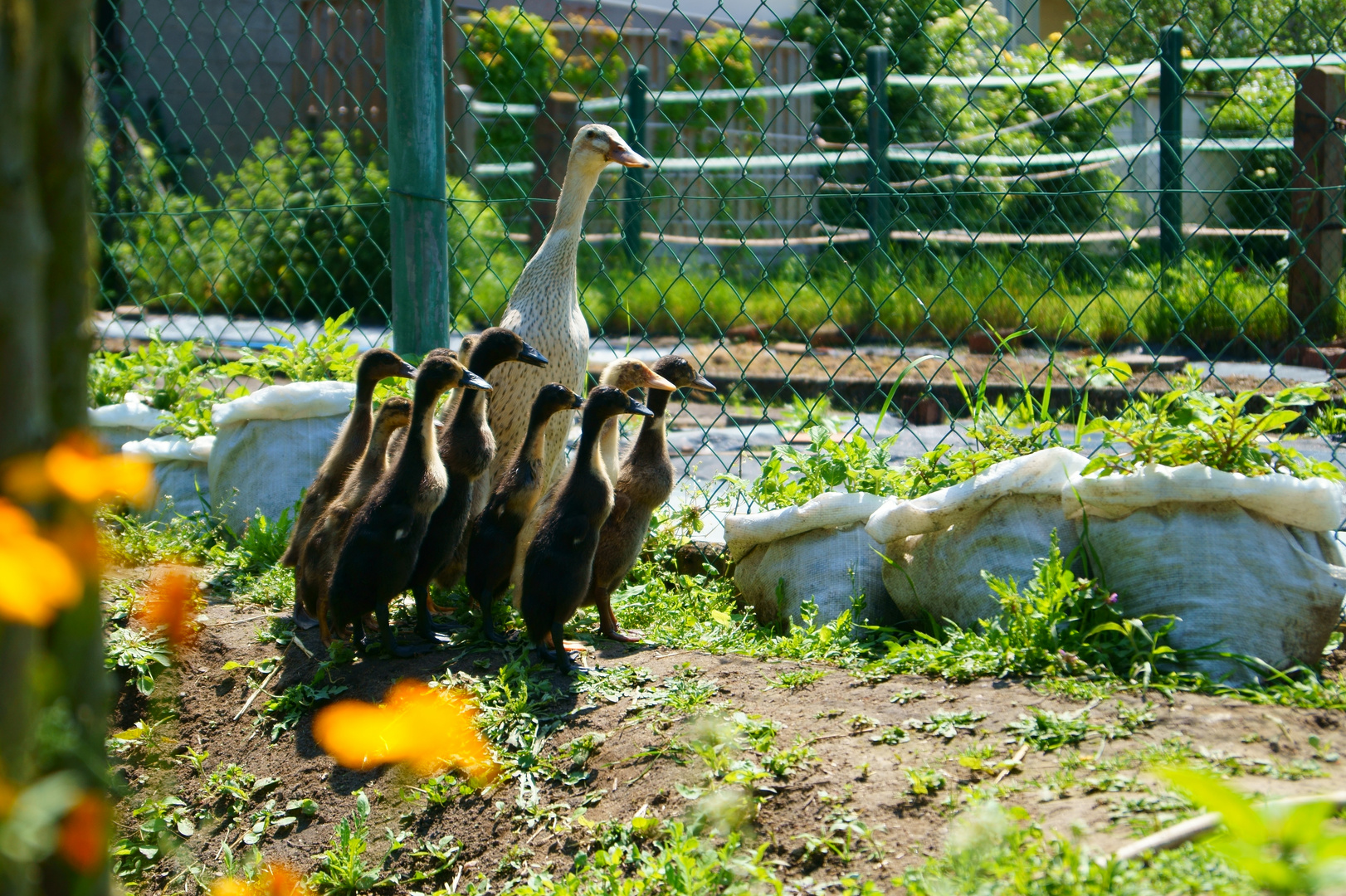 Entenfamilie