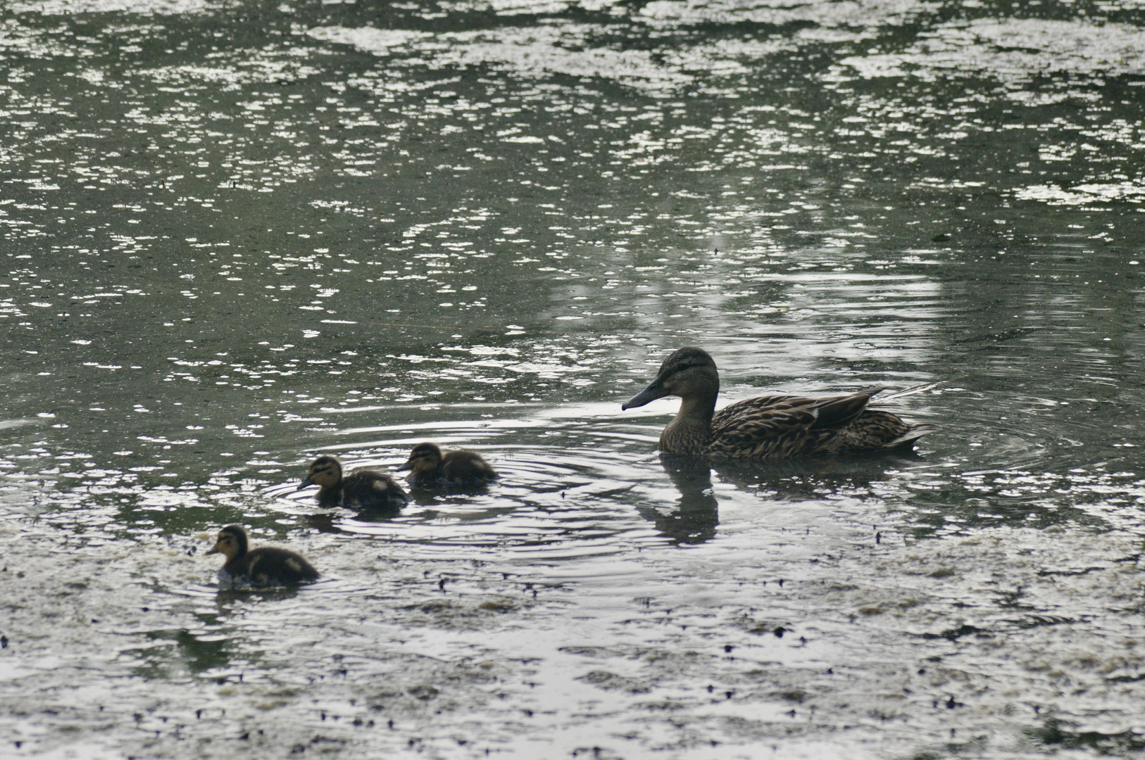 Entenfamilie Foto & Bild tiere, wildlife, wild lebende vögel Bilder
