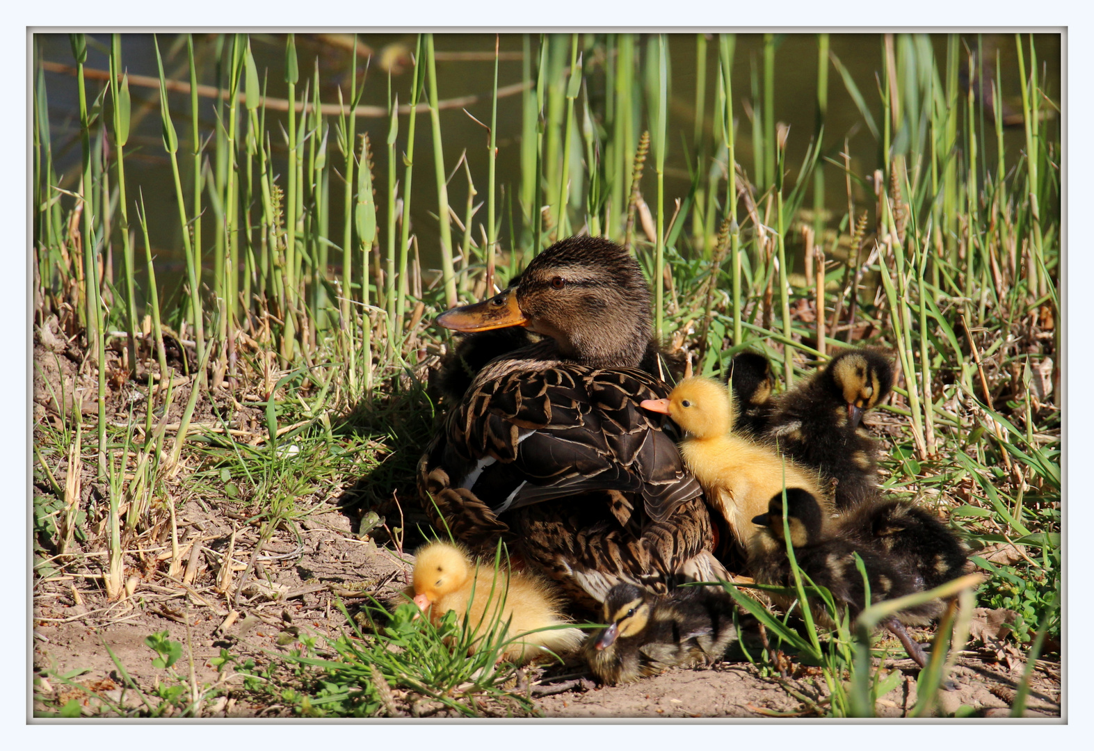 Entenfamilie