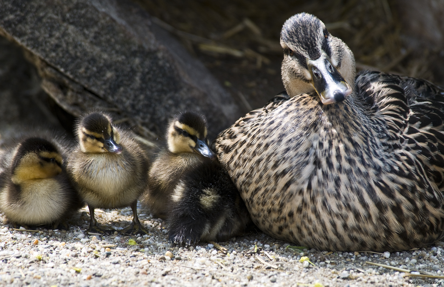 Entenfamilie