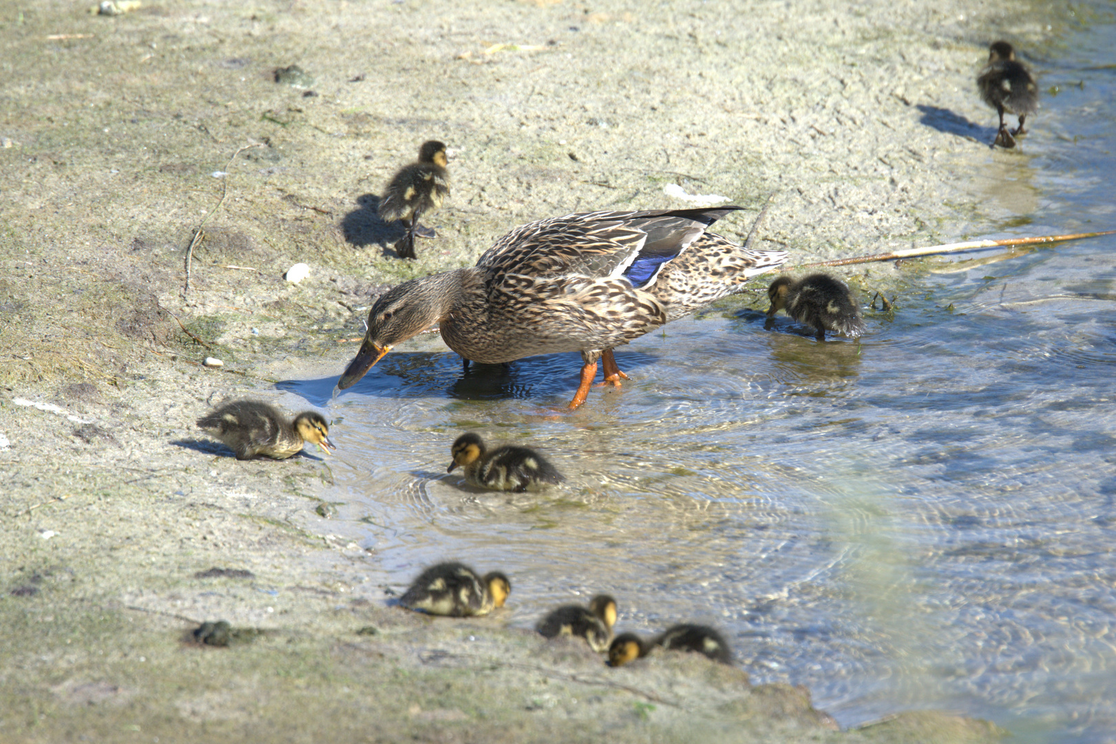 Entenfamilie