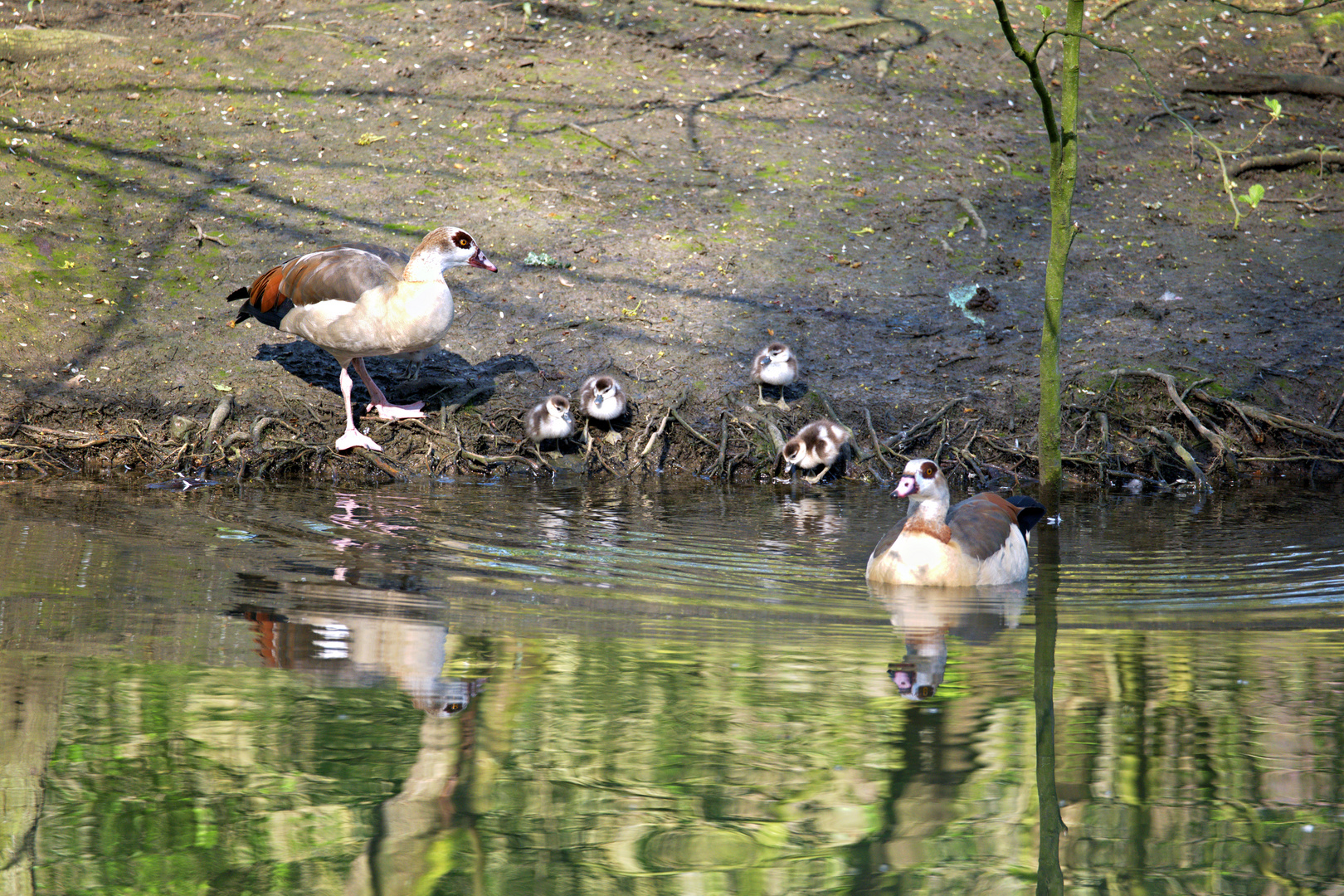 Entenfamilie