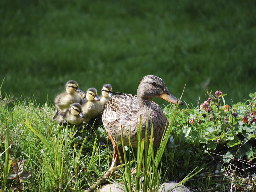 Entenfamilie