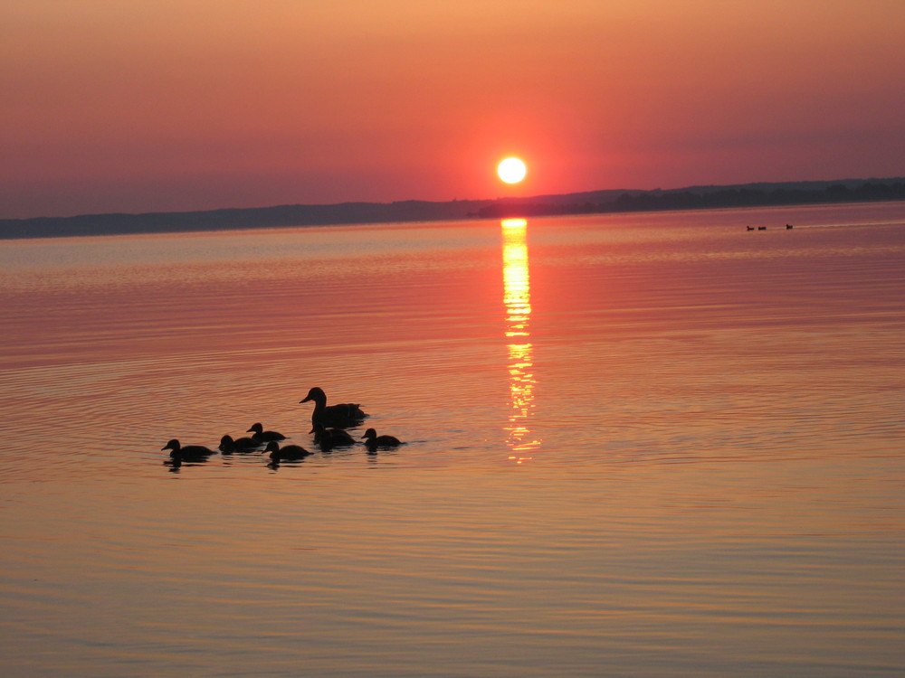 Entenfamilie am Chiemsee