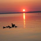 Entenfamilie am Chiemsee