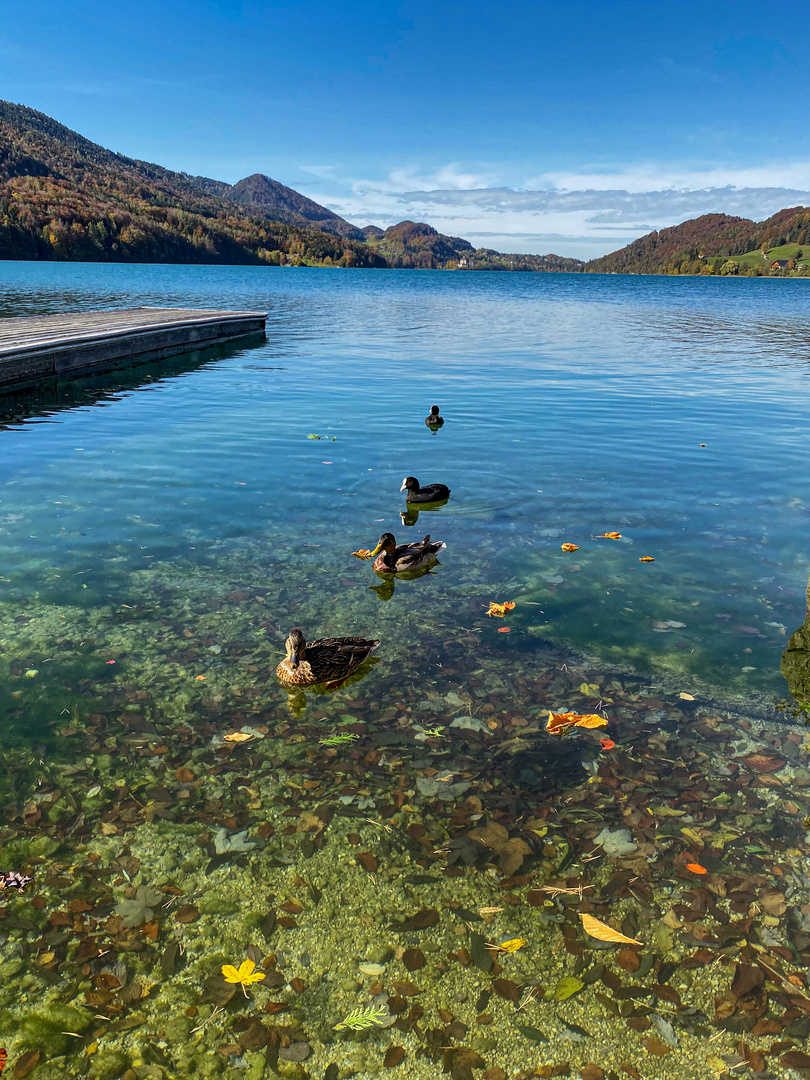 Entenfamilie am Fuschlsee