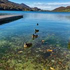 Entenfamilie am Fuschlsee