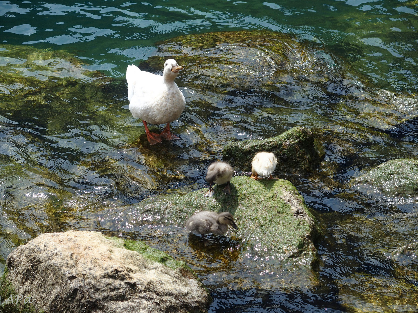 Entenfamilie am Gardasee